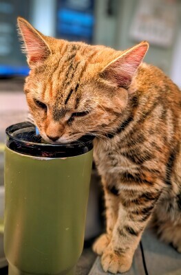 Picture of the Day
